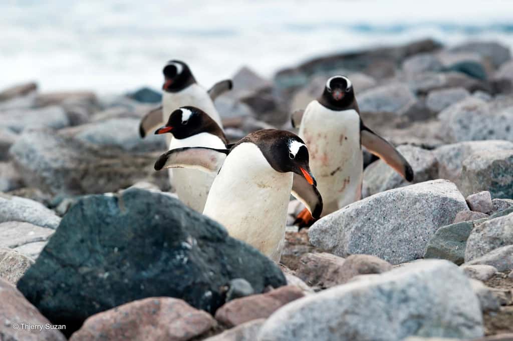 Les manchots papous forment des groupes soudés où chaque individu joue un rôle crucial dans la défense du territoire et la protection des nids. Leurs interactions sociales et leur organisation en groupe sont essentielles pour faire face aux défis de l'environnement extrême, permettant ainsi une meilleure protection et survie des jeunes. Manchots papous, île Paulet © Thierry Suzan – Tous droits réservés